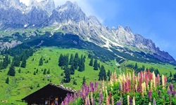 Blühende Lupinen und eine hölzerne Blockhütte unterhalb des Hochkönigs bei Mühlbach.