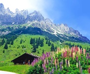 Blühende Lupinen und eine hölzerne Blockhütte unterhalb des Hochkönig bei Mühlbach.