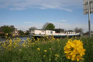 Blick von einem mit gelben Blumen blühenden Ufer auf die fahrende MS La Mar (ehemals Fiep)