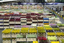 Viele Standwägen mit prachtvoll blühenden Blumen in der Halle des weltgrößten Pflanzen- und Blumenhandelsplatz in Aalsmeer