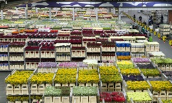 Viele Standwägen mit prachtvoll blühenden Blumen in der Halle des weltgrößten Pflanzen- und Blumenhandelsplatz in Aalsmeer