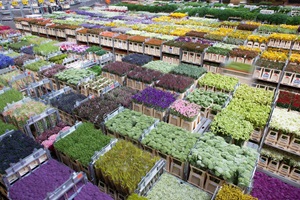 Blumenmarkt in Aalsmeer (Holland)#