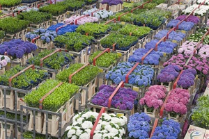 Blumen auf dem Blumenmarkt in Aalsmeer (Holland)