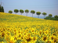 Blick über ein blühendes Sonnenblumenfeld zu einer Baumreihe in der Toskana