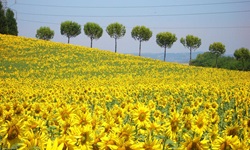 Blick über ein blühendes Sonnenblumenfeld zu einer Baumreihe in der Toskana