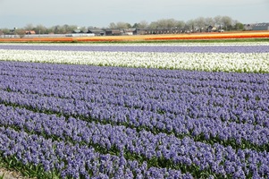 Blühende Blumenfelder in Holland