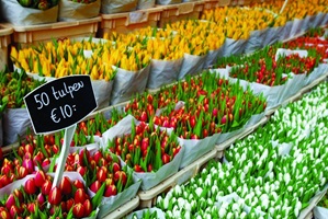 Tulpenmarkt in Amsterdam mit ausgestellten Tulpen