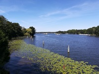 Teichrosenblätter auf dem Oder-Havel-Kanal.