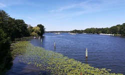 Teichrosenblätter auf dem Oder-Havel-Kanal.