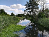 Wunderschöne, ursprüngliche Flusslandschaft mit Bäumen und Schilf.