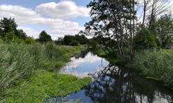 Wunderschöne, ursprüngliche Flusslandschaft mit Bäumen und Schilf.