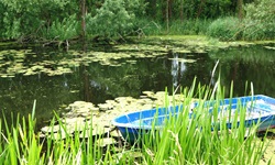 Ein kleines blaues Ruderboot dümpelt zwischen Seerosenblättern und Schilf im Wasser des Oder-Havel-Kanals.