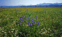 Eine blühende Sommerwiese bei Murnau.