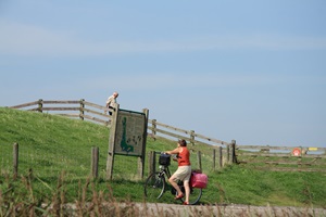 Eine Radfahrerin steht neben ihrem Fahrrad und blickt auf eine Infotafel bei einer Sehenswürdigkeit der Flora am Ijsselmeer