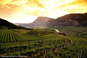 Landschaft des Trentino mit Weinreben entlang der Via Claudia Augusta