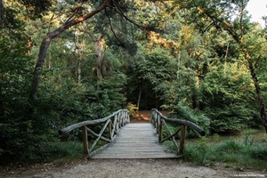 Holzbrücke im Wald in Gaasterland in Südwestfriesland in den Niederlanden