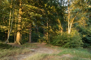 Blick in den Wald von Gaasterland in der Provinz Friesland von Holland