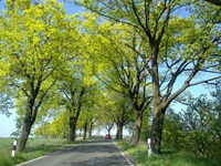 Blick auf eine typische Allee bei der Spreewaldtour