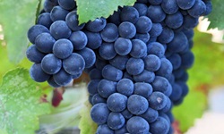 Blaue Weintrauben hängen an einem Weinstock.