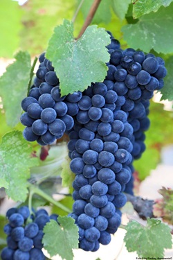 Blaue Weintrauben hängen an einem Weinstock.