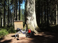 Ein vor der 45 Meter hohen Großvatertanne abgestelltes Fahrrad verdeutlicht die schiere Größe des Baumes.