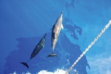 Zwei Delphine schwimmen vor einem Schiff im Meer an der Südlichen Ägäis