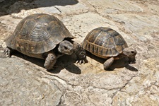 Zwei Landschildkröten auf einem Stein in der südlichen Griechischen Ägäis