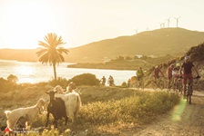 Eine Mountainbike-Gruppe fährt bei Sonnenuntergang in der Griechischen Ägäis Süd vom Meer ins Landesinnere an vier Ziegen vorbei