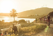 Eine Mountainbike-Gruppe fährt bei Sonnenuntergang in der Griechischen Ägäis Süd vom Meer ins Landesinnere an vier Ziegen vorbei