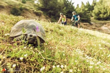 Eine griechische Landschildkröte im Gras an der Südlichen Ägägis