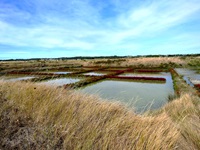 Blick auf einen der zahlreichen Salzseen bei Guerande