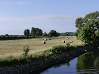 Trocknende Heuballen auf einer Wiese am Ufer der Oder.