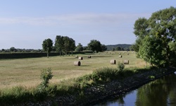 Trocknende Heuballen auf einer Wiese am Ufer der Oder.