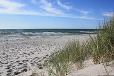 Mit Strandhafer bewachsene Sanddünen an der Küste von Hiddensee.