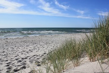 Mit Strandhafer bewachsene Sanddünen an der Küste von Hiddensee.