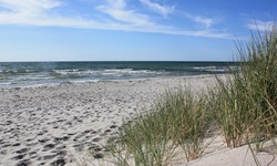 Mit Strandhafer bewachsene Sanddünen an der Küste von Hiddensee.