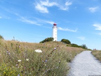 Ein gekiester Rad- und Wanderweg führt an einer Blumenwiese und dem Leuchtturm Dornbusch auf der Insel Hiddensee vorbei.
