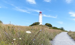 Ein gekiester Rad- und Wanderweg führt an einer Blumenwiese und dem Leuchtturm Dornbusch auf der Insel Hiddensee vorbei.