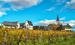 Blick über Weinreben nach Hochheim