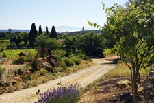 Die wunderschöne Landschaft der Provence zur Zeit der Lavendelblüte.