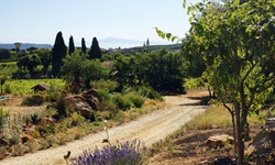 Die wunderschöne Landschaft der Provence zur Zeit der Lavendelblüte.