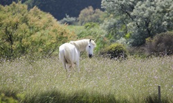 Ein Camargue-Pferd steht in einer blühenden Wiese.