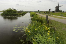 Blick auf die Windmühlen von Kinderdijk