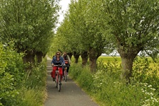 Zwei Fahrradfahrer fahren durch eine Allee in Holland