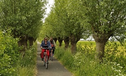 Zwei Fahrradfahrer fahren durch eine Allee in Holland