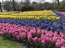 Blühendes Feld mit Hyazinthen und Tulpen im Keukenhof in Lisse (Holland)