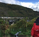 Blick über die Weinreben an der Mosel
