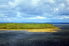 Blick auf eine bewachsene Insel und zahlreichen Vögeln an der Ostsee