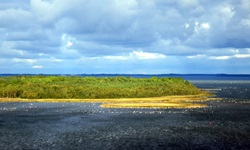 Blick auf eine bewachsene Insel und zahlreichen Vögeln an der Ostsee