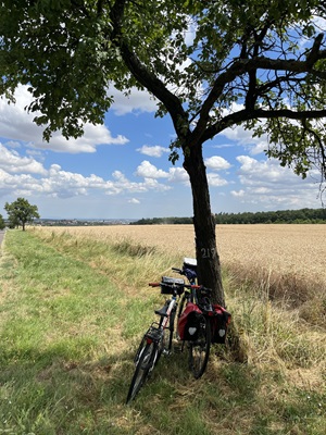Zwei Fahrräder lehnen auf einer Wiese vor einem Getreidefeld auf der Radreise von Prag nach Wien an einem Baum